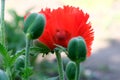 Poppy decorative bright beautiful flower