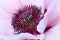 Poppy decorative bright beautiful flower