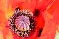 Poppy decorative bright beautiful flower