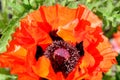 Poppy decorative bright beautiful flower