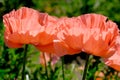 Poppy decorative bright beautiful flower