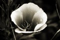 Poppy Dew In Sepia