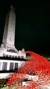 The poppy display on Plymouth Hoe looks magical at nightThe poignant display is lit up at night - and it is breath taking Royalty Free Stock Photo