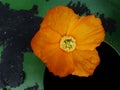 Poppy on the edge of a water barrel Royalty Free Stock Photo