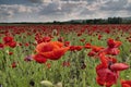Poppy field 01 Royalty Free Stock Photo