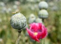 Poppy field Royalty Free Stock Photo