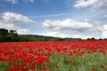 Poppy Field