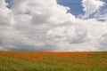 Poppy field Royalty Free Stock Photo
