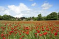 Poppy Field