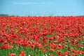 Poppy field