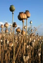 Poppy Field