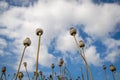 Poppy in field, background. Royalty Free Stock Photo