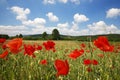 Poppy field Royalty Free Stock Photo
