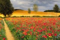 Poppy field with beautiful red poppies and flowers in a summer meadow Royalty Free Stock Photo