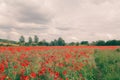 Poppy field with beautiful red poppies and flowers in a summer meadow Royalty Free Stock Photo