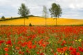 Poppy field with beautiful red poppies and flowers in a summer meadow Royalty Free Stock Photo