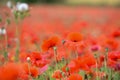 Poppy field with beautiful red poppies and flowers in a summer meadow Royalty Free Stock Photo