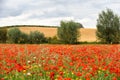 Poppy field with beautiful red poppies and flowers in a summer meadow Royalty Free Stock Photo