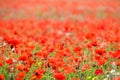 Poppy field with beautiful red poppies and flowers in a summer meadow Royalty Free Stock Photo