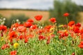 Poppy field with beautiful red poppies and flowers in a summer meadow Royalty Free Stock Photo