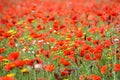 Poppy field with beautiful red poppies and flowers in a summer meadow Royalty Free Stock Photo