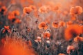 Poppy field Royalty Free Stock Photo