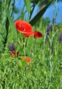 Poppy flowers