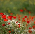 Poppy field with bee close group of poppies mixed with wild daisies, oil seed and hedge parsley