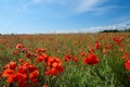 Poppy field in Blandford Royalty Free Stock Photo