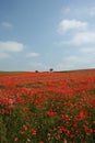 Poppy Field in Bloom