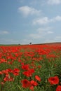 Poppy Field in Bloom