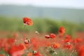 Poppy field, blooming buds of scarlet poppies. Red flowers close-up, blurred background Royalty Free Stock Photo