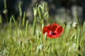 Poppy field