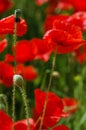 Poppy field blooming in summer Royalty Free Stock Photo