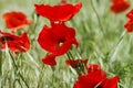 Poppy field blooming in summer Royalty Free Stock Photo