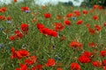 Poppy field blooming in summer Royalty Free Stock Photo