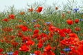 Poppy field blooming in summer Royalty Free Stock Photo