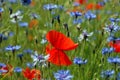 Poppy field blooming in summer Royalty Free Stock Photo