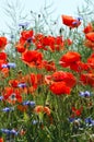 Poppy field blooming in summer Royalty Free Stock Photo