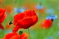 Poppy field blooming in summer Royalty Free Stock Photo