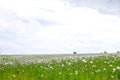 Poppy field blooms white against blue sky Royalty Free Stock Photo