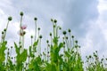 Poppy field blooms white against blue sky Royalty Free Stock Photo