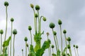 poppy field blooms white against blue sky Royalty Free Stock Photo