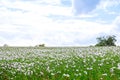 poppy field blooms white against blue sky Royalty Free Stock Photo