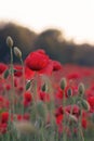 Poppy field blossoming in summer