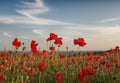 Poppy field with a blue sky Royalty Free Stock Photo