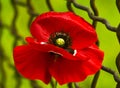 Poppy. Field of bright red corn poppy flowers. Red poppy. Papaver rhoeas common names include corn poppy. red poppy on a green ba Royalty Free Stock Photo