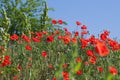 Poppy field with bush and blue sky Royalty Free Stock Photo