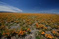 Poppy field Royalty Free Stock Photo