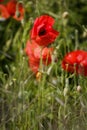 Poppy field close group of poppies